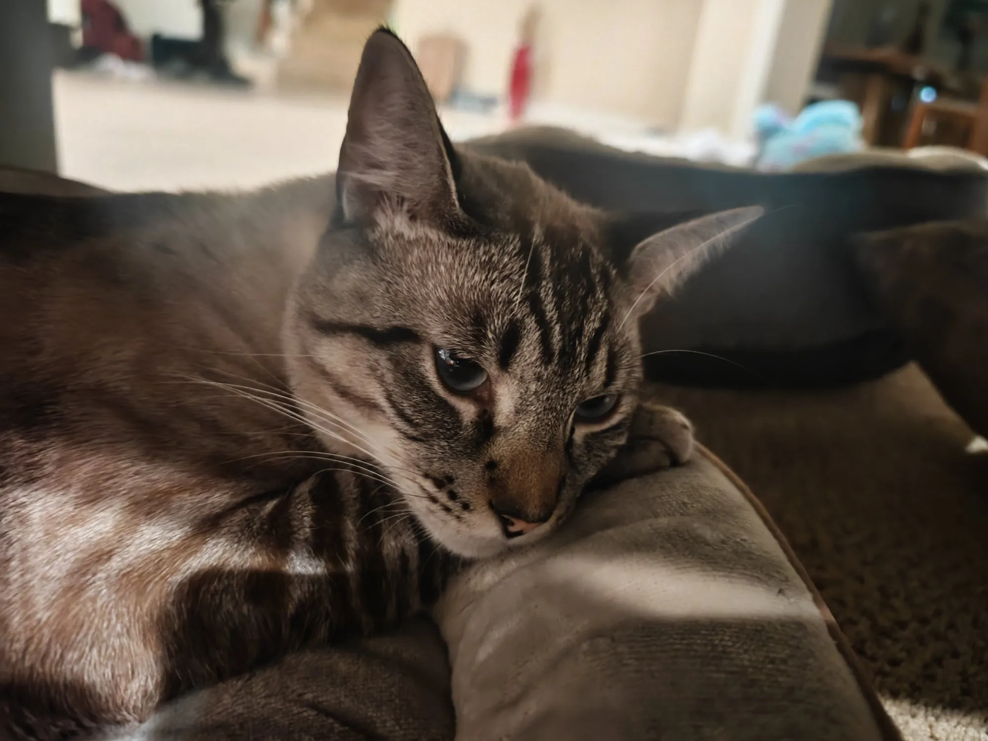 Close-up of Momo, a grey and cream striped cat, resting her chin on a cushion.